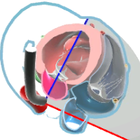 TG RV Basal View